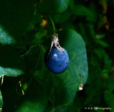 {Passiflora lutea}